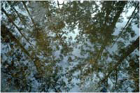 0121   Forest Reflections